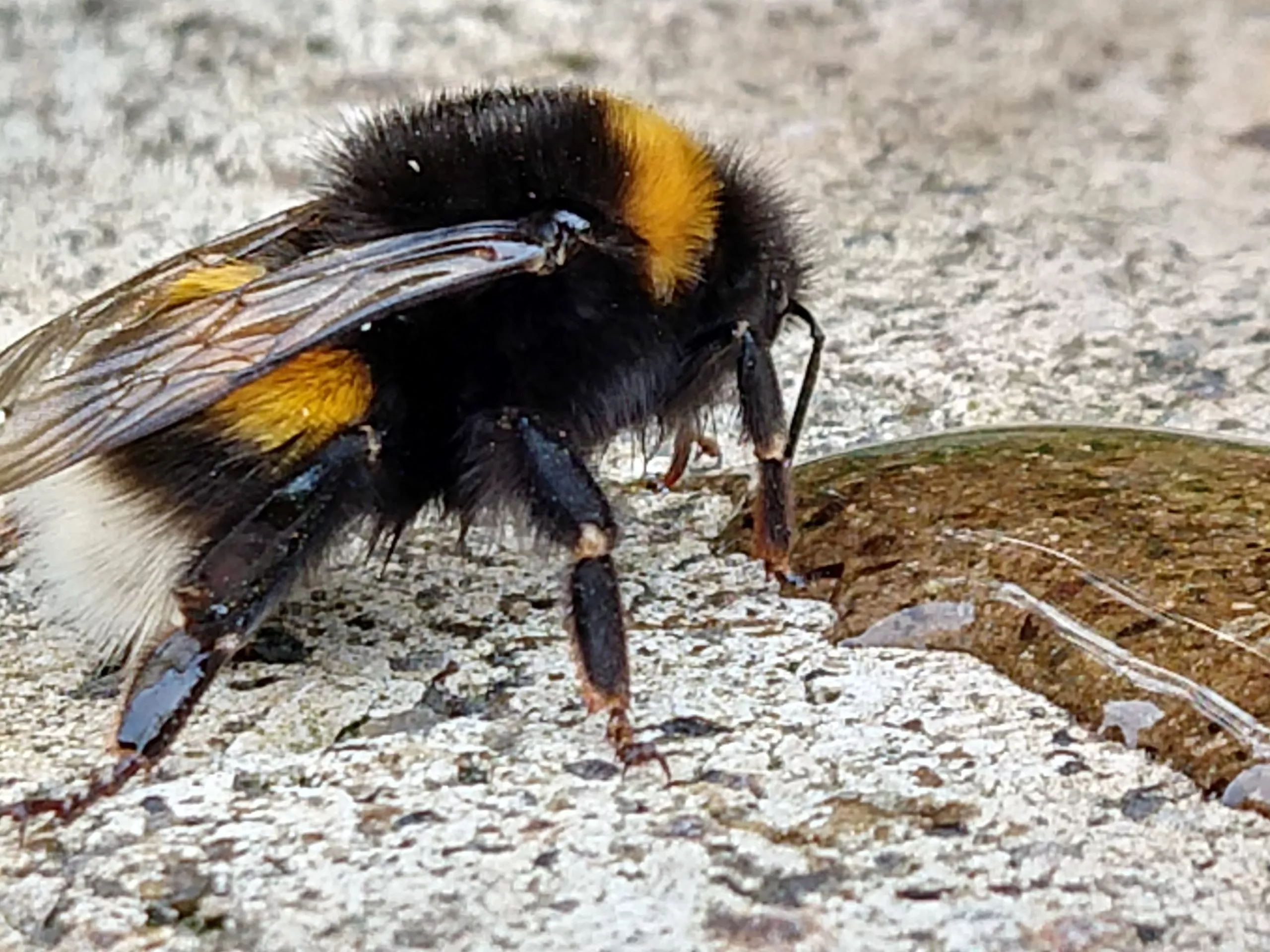 Gartenjahr 2020 - Es geht los 1